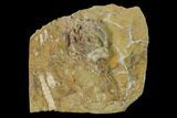 Fossil Crinoid (Cyathocrinites) - Crawfordsville, Indiana #148989-1